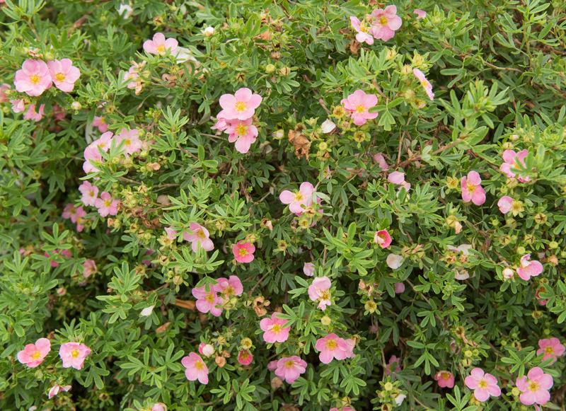 Dasiphora fruticosa 'Pink Beauty' (Pink Beauty shrubby cinquefoil ...