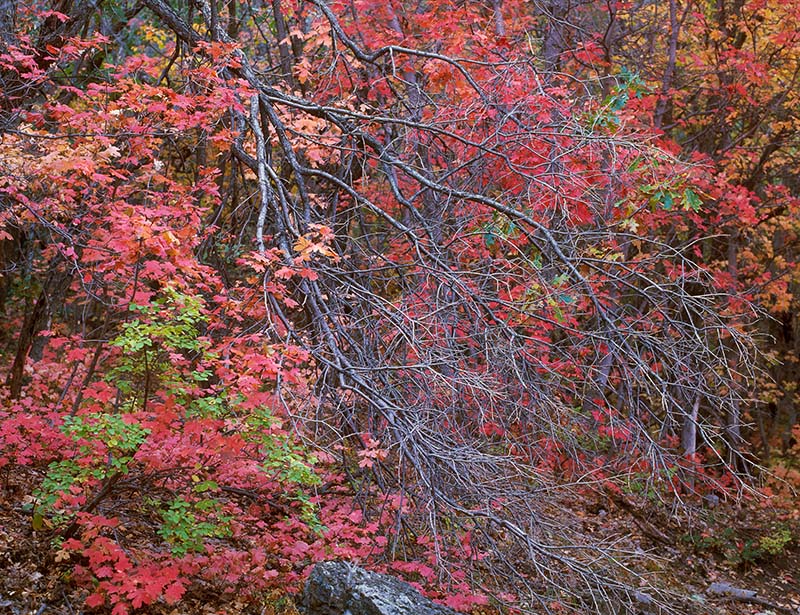 Acer grandidentatum 'Manzano' (Manzano bigtooth maple) City of Fort