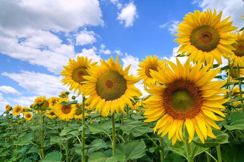 Helianthus annuus (annual sunflower) City of Fort Collins