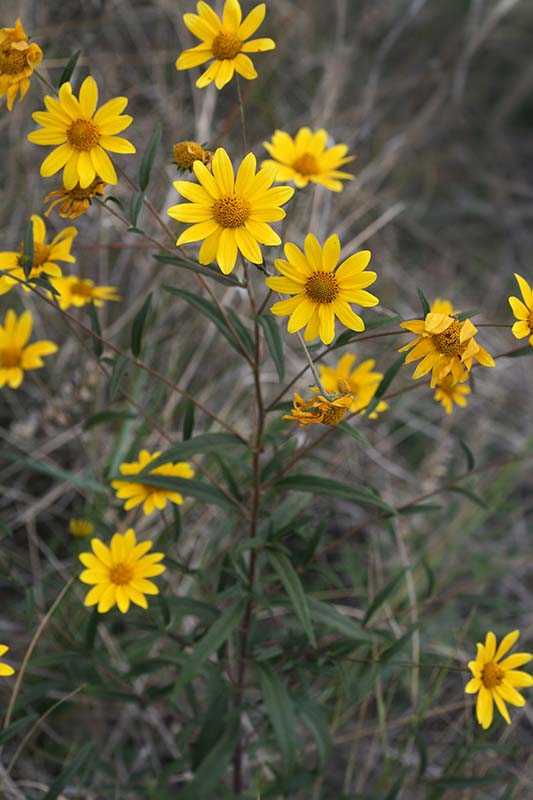 heliomeris-multiflora-var-multiflora-showy-goldeneye-city-of-fort