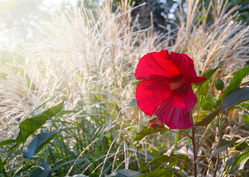 Hibiscus 'Cranberry Crush' (Cranberry Crush hardy hibiscus) City of Fort Collins