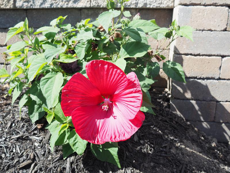 Hibiscus 'Midnight Marvel' (Midnight Marvel hardy hibiscus) - City of ...