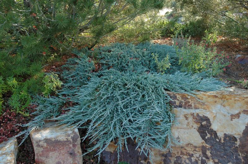 Juniperus horizontalis 'Blue Chip' (Blue Chip creeping juniper ) City