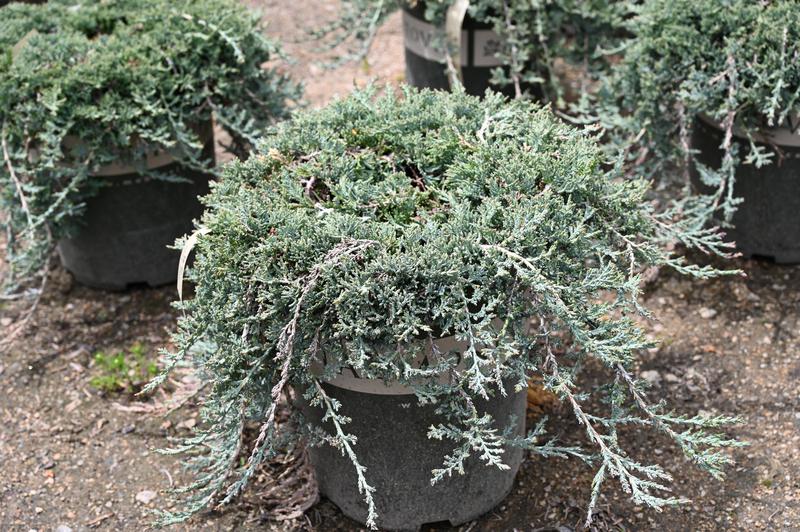 Juniperus horizontalis 'Monber' (Icee Blue® creeping juniper) City of