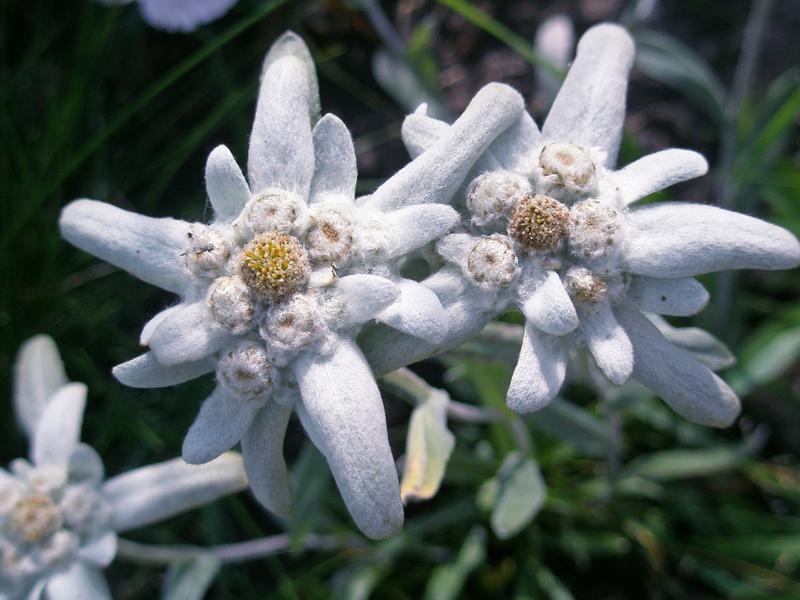Leontopodium nivale ssp. alpinum (edelweiss) City of Fort Collins