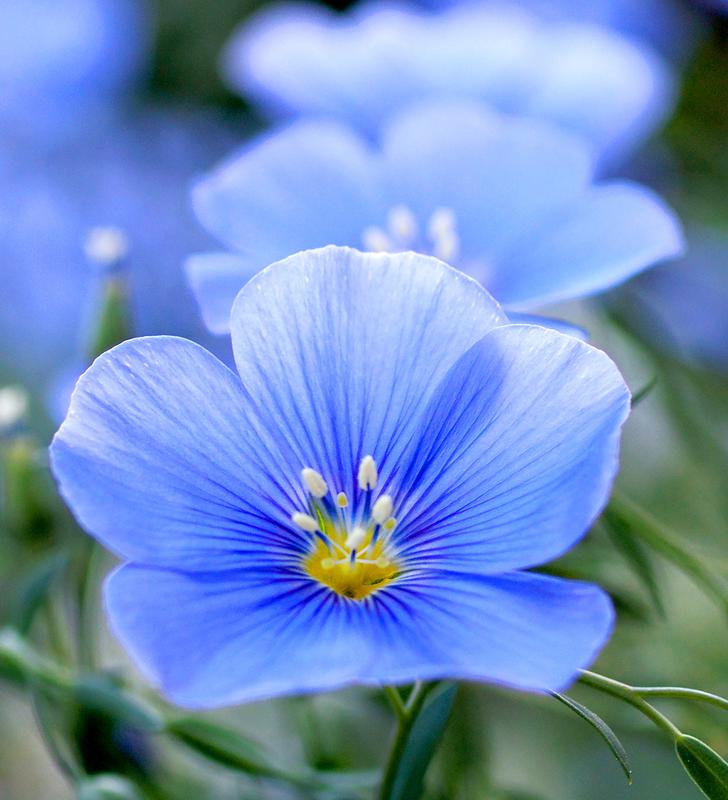 linum-perenne-blue-flax-city-of-fort-collins