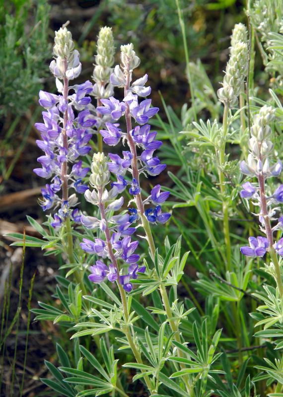 Lupinus argenteus (silvery lupine) City of Fort Collins