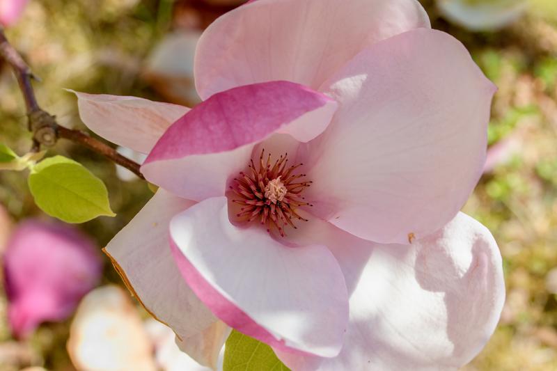 Magnolia x soulangeana (saucer magnolia) - City of Fort Collins