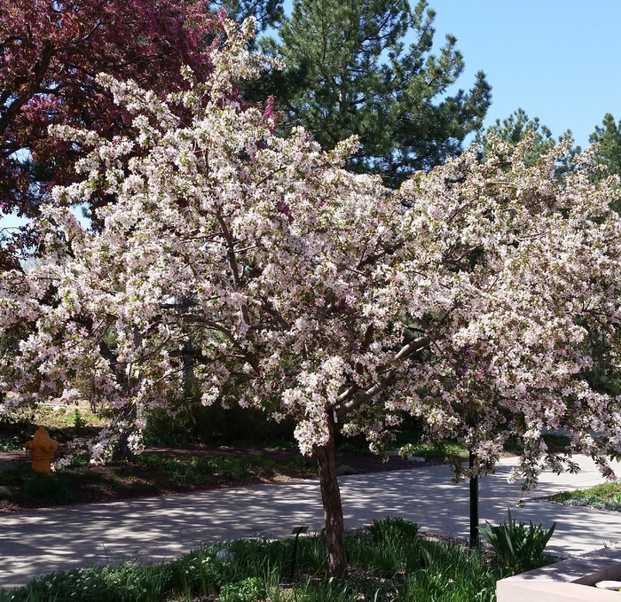 Image of Malus Indian Summer tree in a city