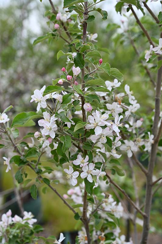 Malus pumila 'Jonathan' (Jonathan apple) City of Fort Collins