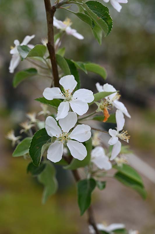 Malus pumila 'MN1711' (Honeycrisp® apple) City of Fort Collins