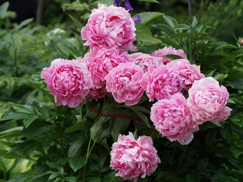 Fertilizer For Peonies In Spring