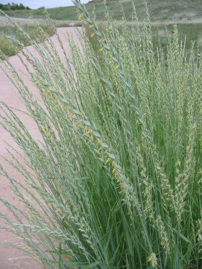 Pascopyrum smithii western wheatgrass City of Fort Collins