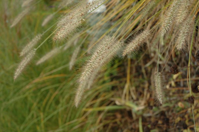 Pennisetum alopecuroides 'Cassian's Choice' (Cassian's Choice fountain
