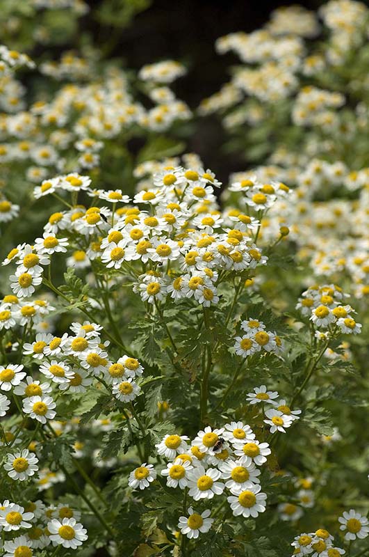 Anacyclus pyrethrum (Mount Atlas daisy) - City of Fort Collins