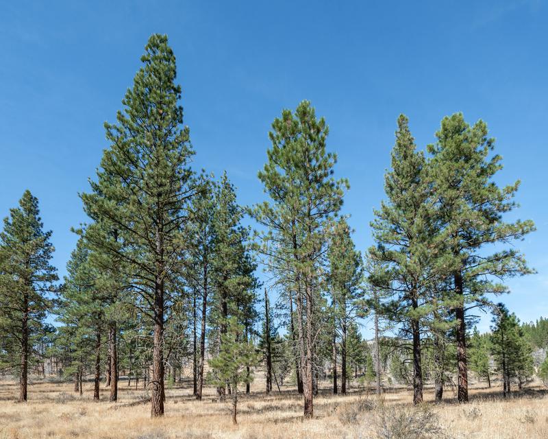 Pinus ponderosa (ponderosa pine) City of Fort Collins