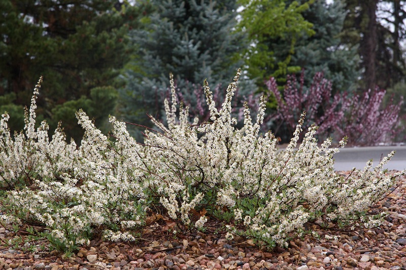 Prunus pumila var. besseyi 'P011S' (Pawnee Buttes® sandcherry) City