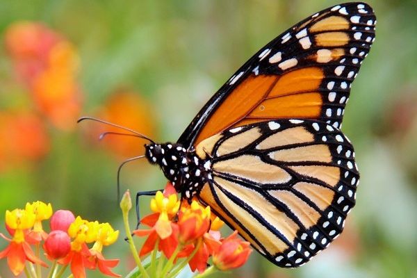 A butterfly on a flower