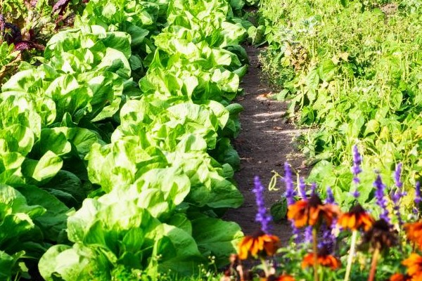plants in rows of a garden
